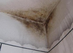 Грибок на потолке — как от него избавиться и почему он появляется?