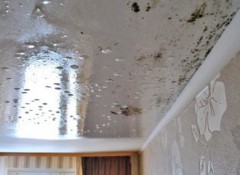 Плесень на потолке — как предотвратить ее появление, профилактика