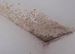 Как защитить от грибка потолок?