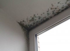Грибок на потолке лоджии — как избавиться?
