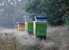 Сколько стоит семья пчел в Украине — матки и пчелопакеты