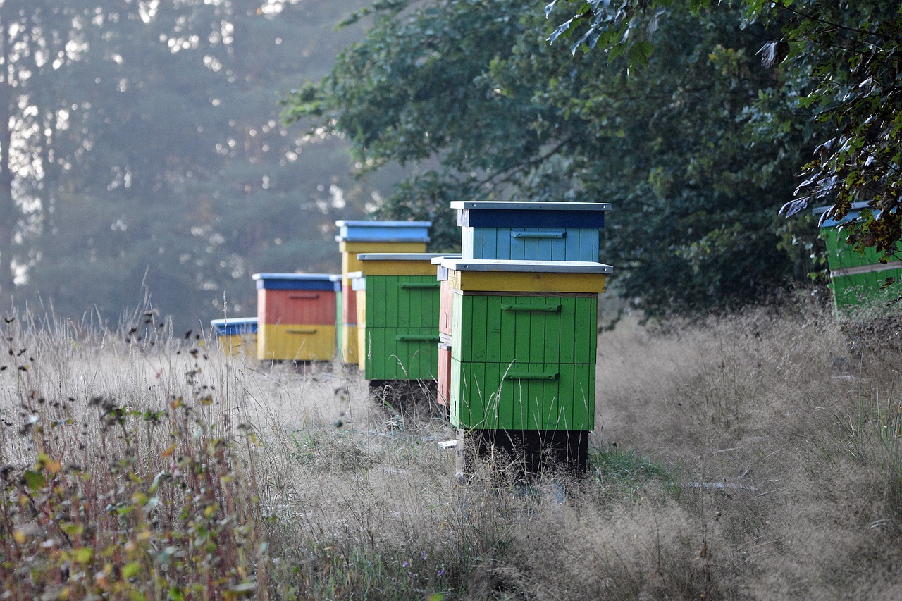 Купить пчелосемьи в воронежской области 2024 году. Современная пасека. Пасека на дереве. Башкирия Рой пчел. Постановка пасек в лесу.