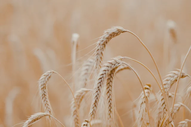 Пшениця ціна